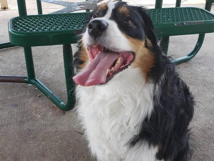Pet Daycare Cutler Bay