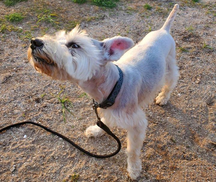 Pet Daycare Cutler Bay