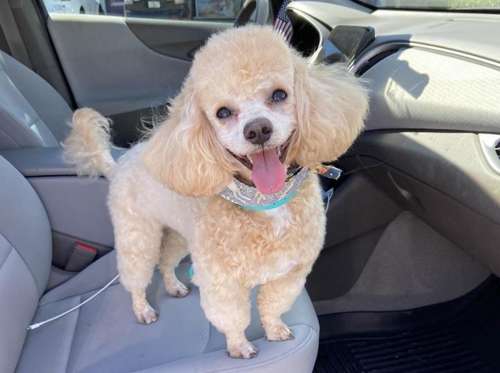 Pet Daycare Cutler Bay