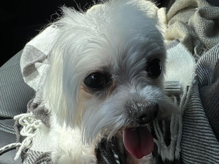 Pet Bath Service Cutler Bay