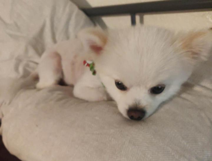 Pet Bath Service Cutler Bay