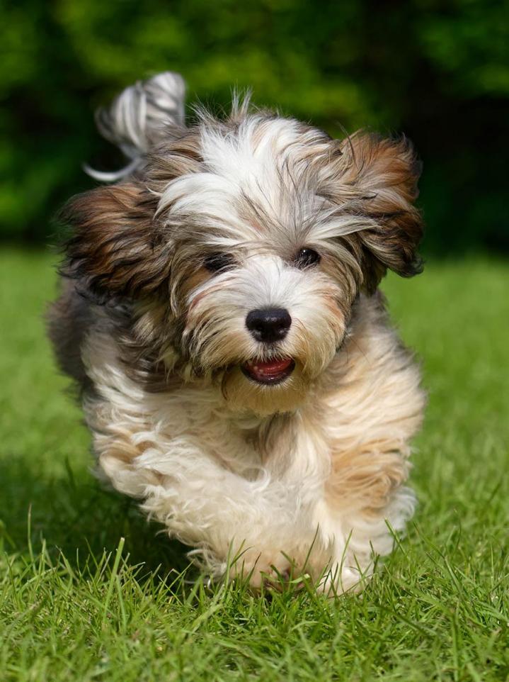 Pet Daycare Cutler Bay