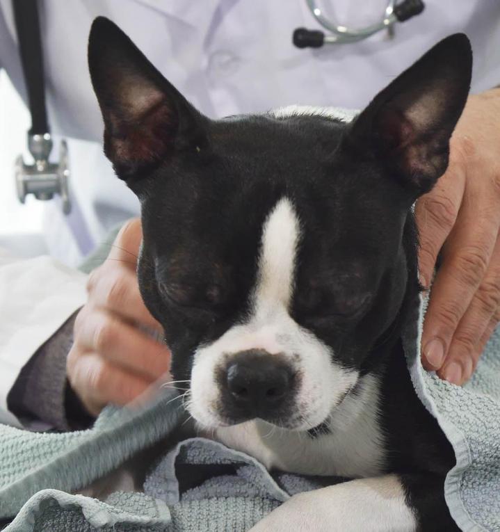 Dog Daycare Cutler Bay