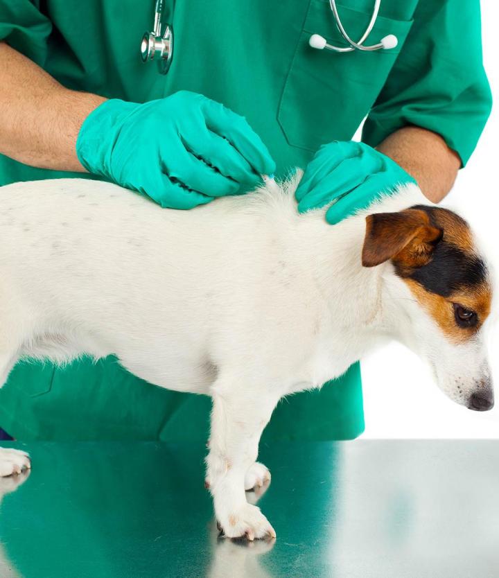 Flea Treatment Service Cutler Bay
