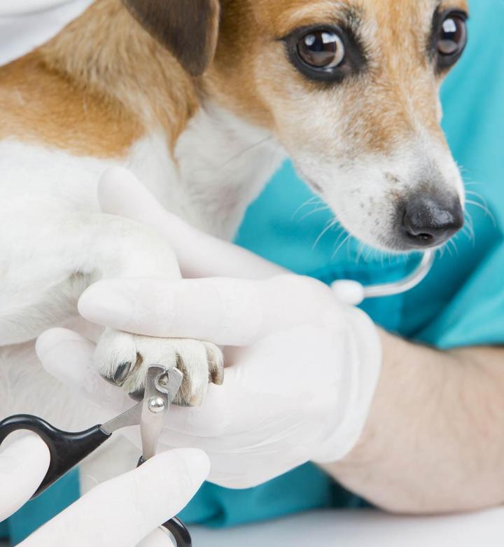 Pet Nail Service Cutler Bay