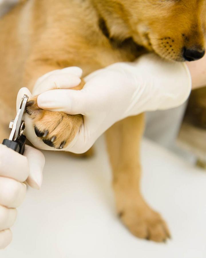 Dog Nail Service Cutler Bay