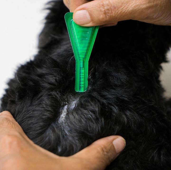 Dog Flea Treatment Cutler Bay