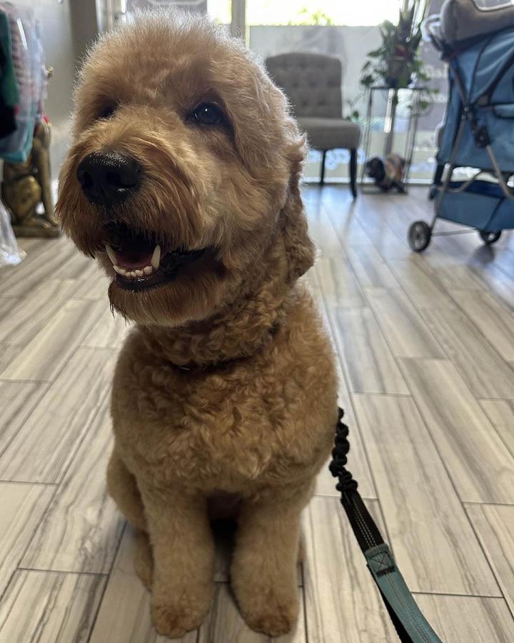Pet Daycare Cutler Bay
