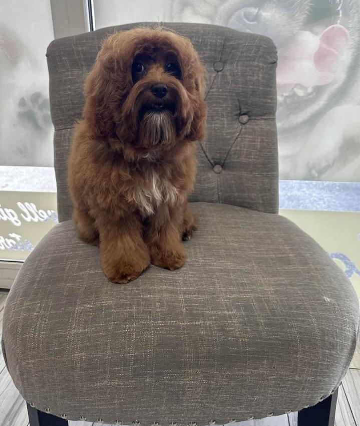 Pet Nail Service Cutler Bay