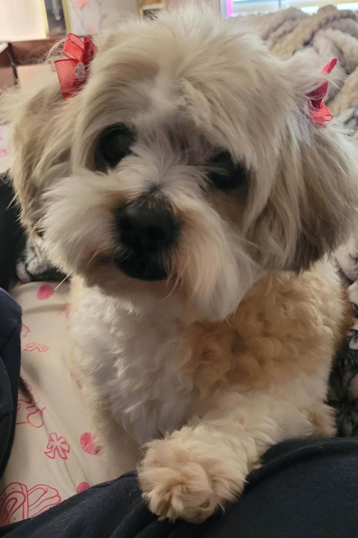 Pet Bath Service Cutler Bay