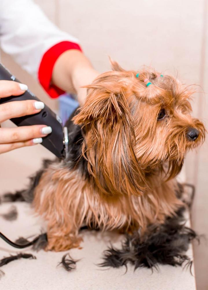 Pet Daycare Cutler Bay