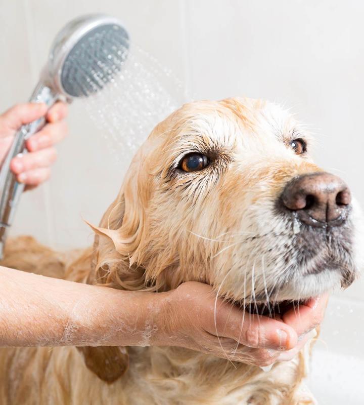 Refresh and Revitalize Your Dog with Our Premium Baths.